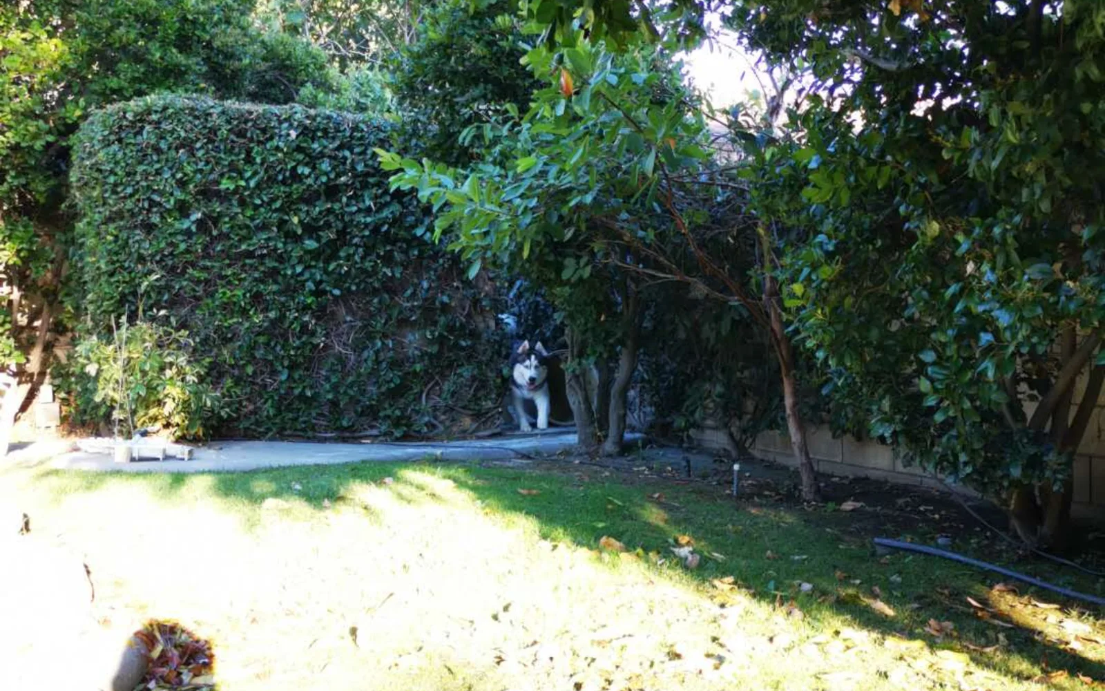 Residential house in Arcadia, California, showing a single-family home with landscaping typical of Southern California suburban neighborhoods